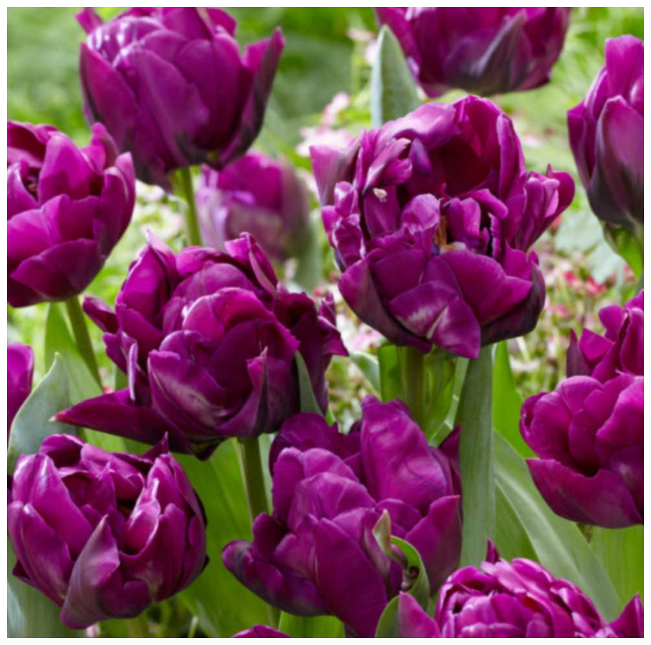 Тюльпан Purple Peony (1шт.)