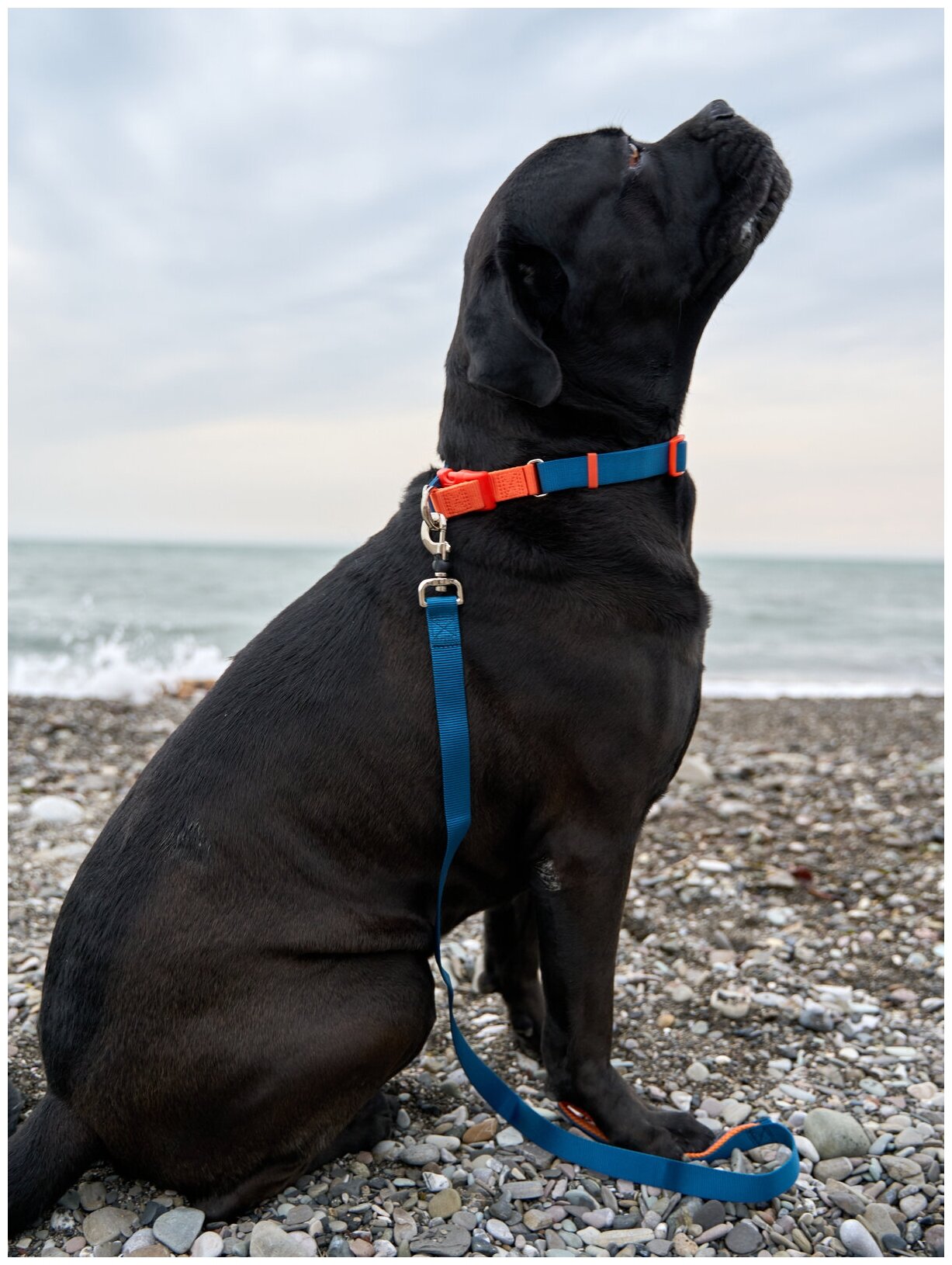 Поводок для собак Japan Premium Pet с защитой на карабине и мягкой анатомической вкладкой для рук, серия 40 оттенков радуги, темно-синий, размер L