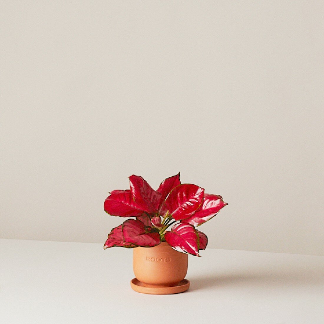 Аглаонема Сан Стар d12