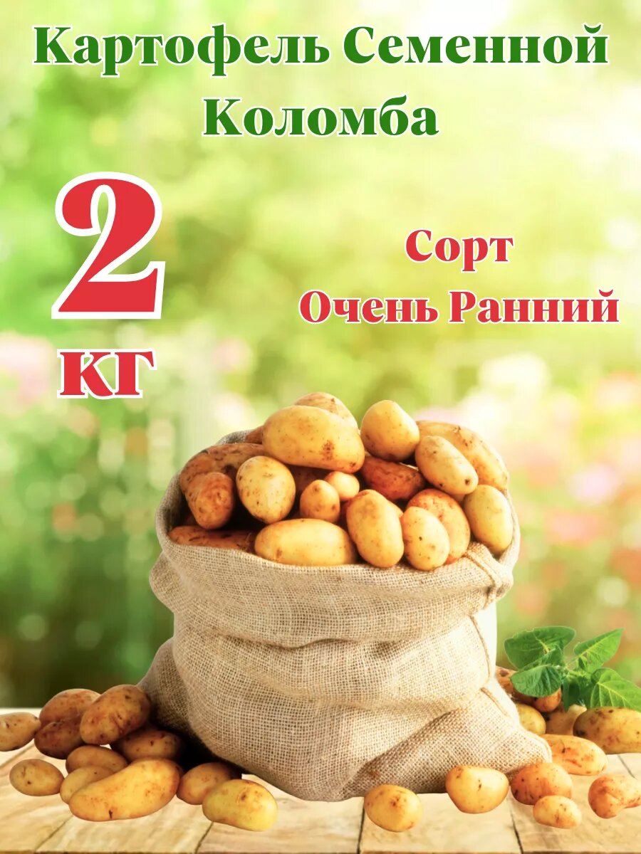 Картофель Семенной Коломба 2кг
