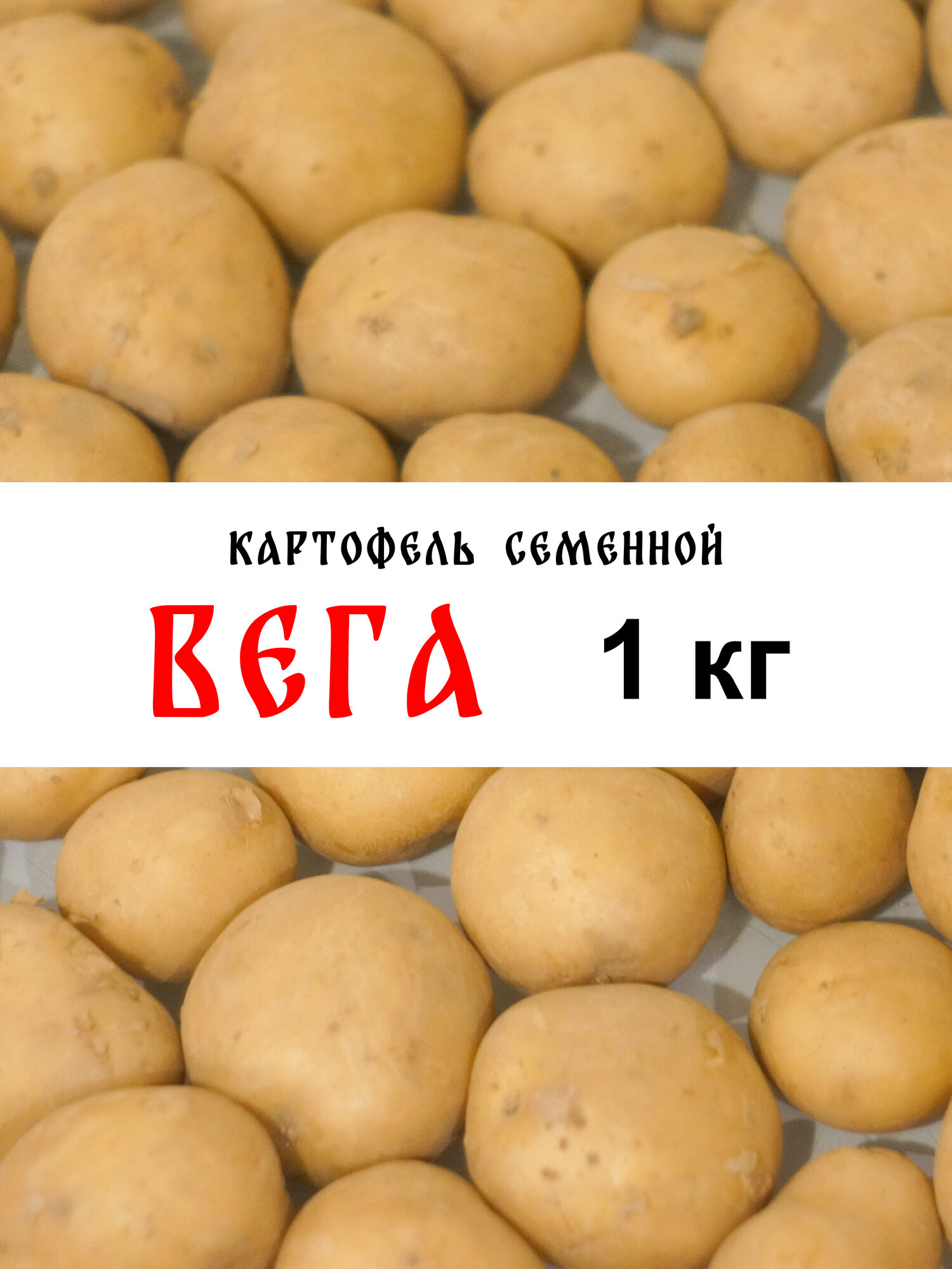 Картофель семенной Вега 1 кг