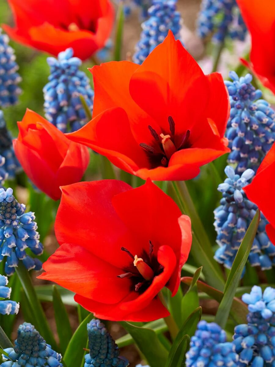Тюльпан Holland Bulb Market 