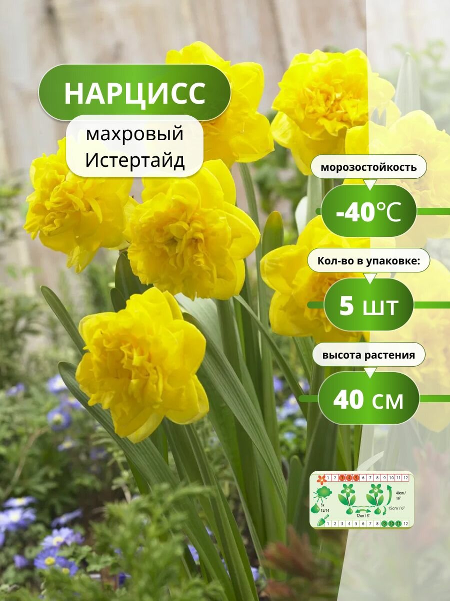 Нарцисс махровый Истертайд 5 лук / нарциссы луковицы многолетние