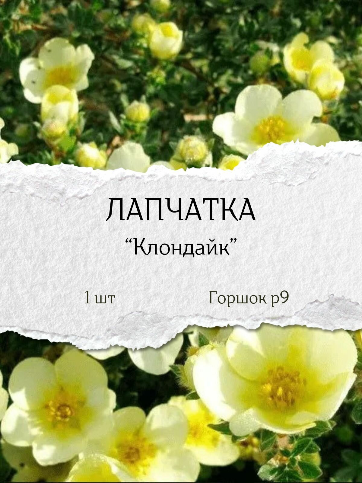 Лапчатка 