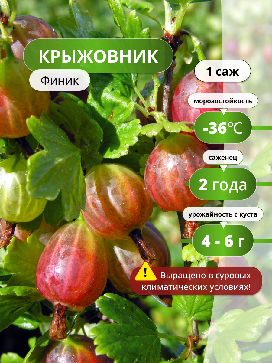 Крыжовник Финик 1 саженец морозостойкий сорт многолетний красный