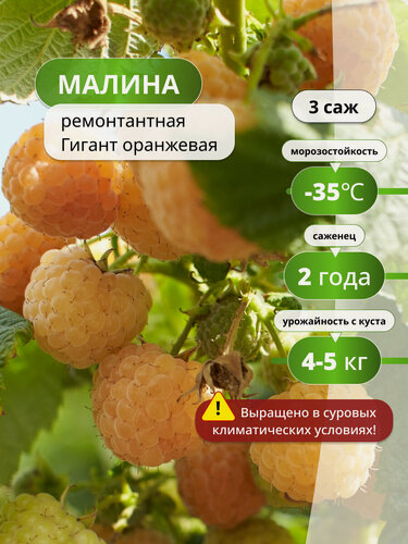 Изображение товара Малина ремонтантная Гигант оранжевая / 3 шт, малины, морозостойкий сорт