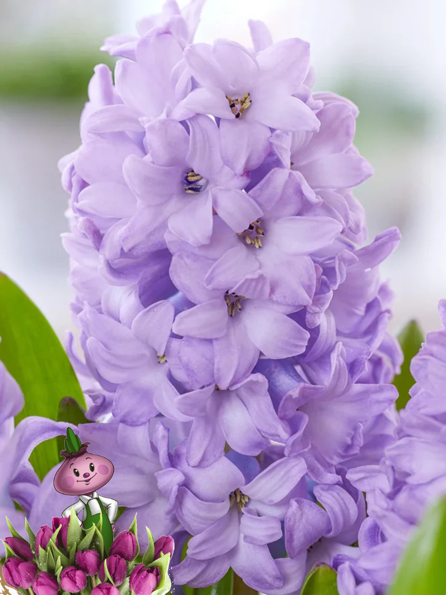 Луковицы цветов сhipollino flowers Гиацинт PURPLE STAR (2 луковицы)