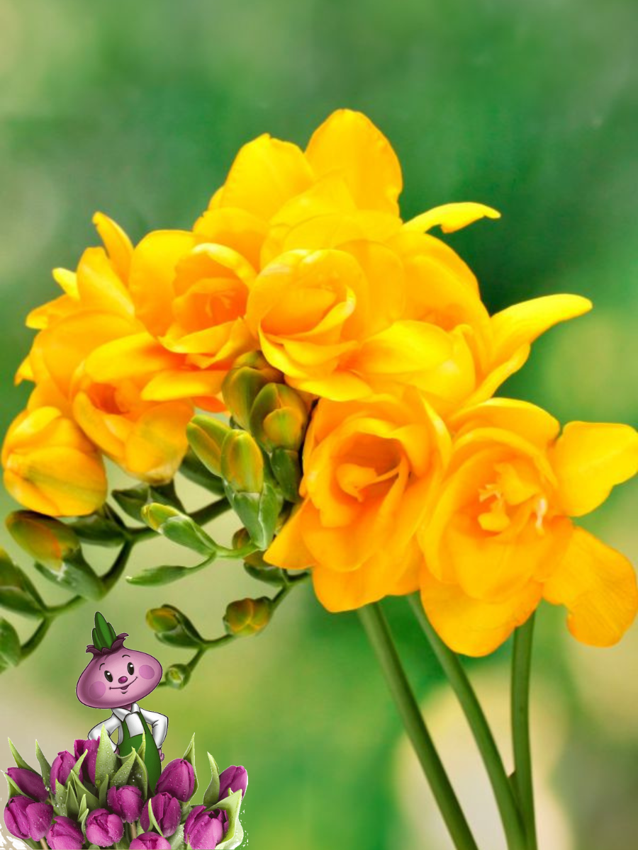 Луковицы цветов  сhipollino flowers  фрезия DOUBLE YELLOW  10 луковиц 