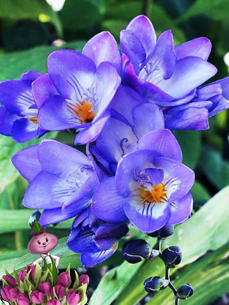 Луковицы цветов, сhipollino flowers, фрезия DOUBLE BLUE (10 луковиц)