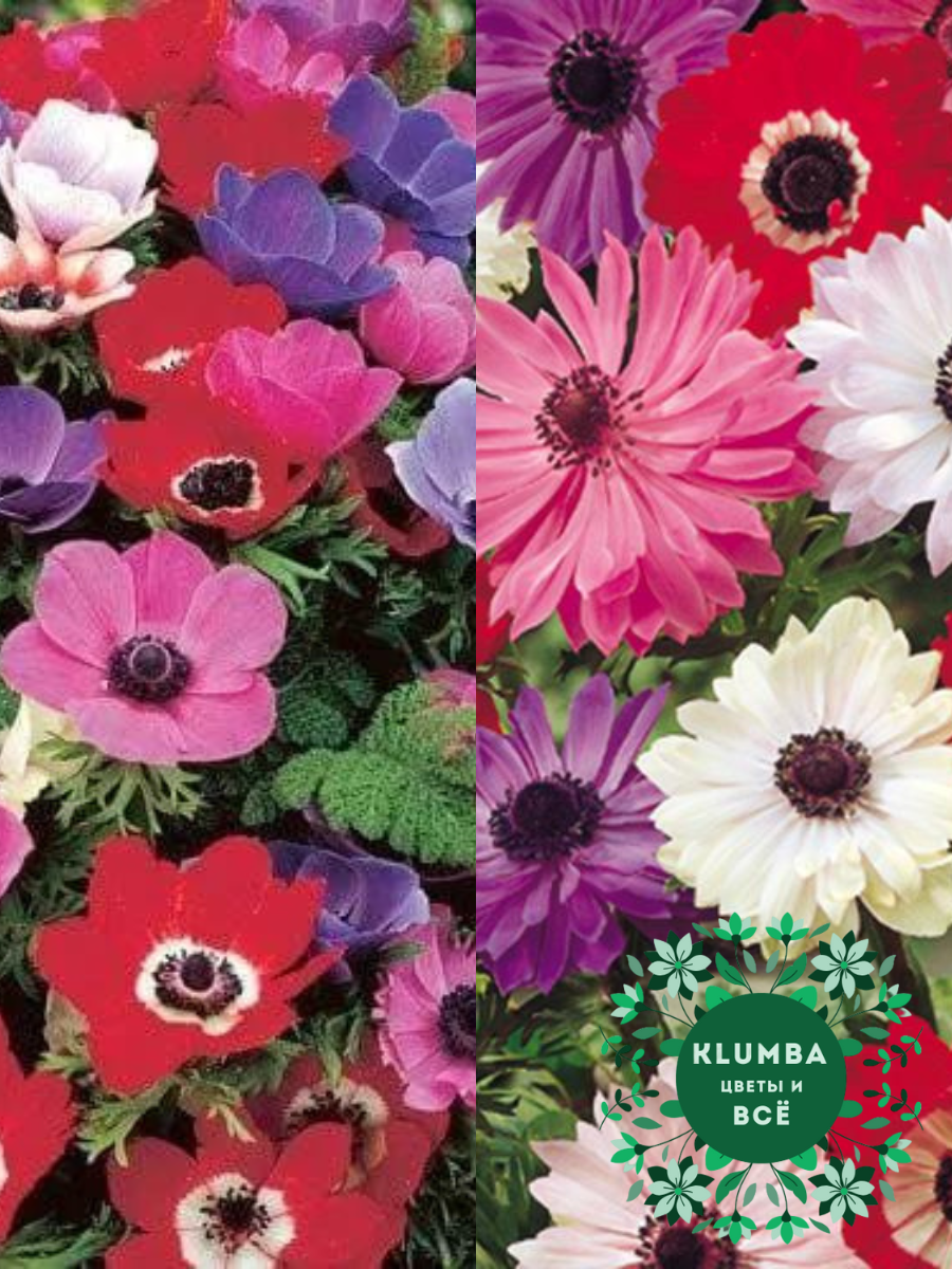 Луковицы цветов  Клумба  Луковицы Анемоны DE CAEN MIX 10 шт \ Луковицы Анемоны ST BRIGID MIX 10 шт ( 20 шт )