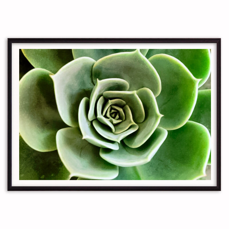Постер в рамке Зеленый суккулент 1, 30х40 см