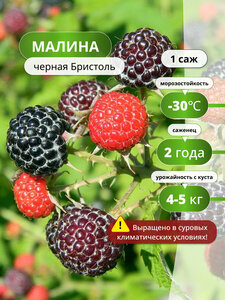 Основная фотография от вендора