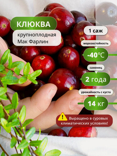 Изображение товара Клюквы "Мак Фарлин", крупноплодный, бордовый цвет, многолетник