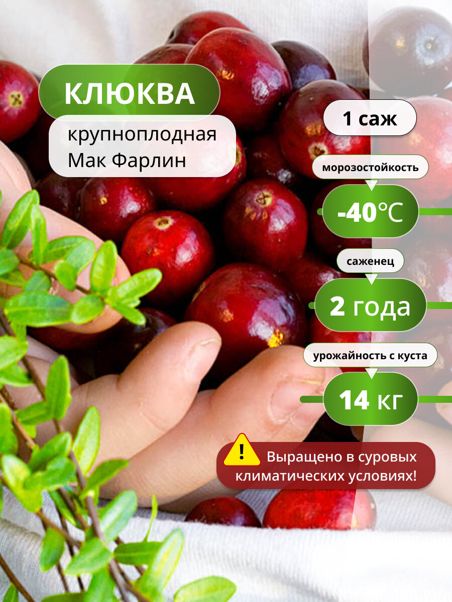 Клюквы 