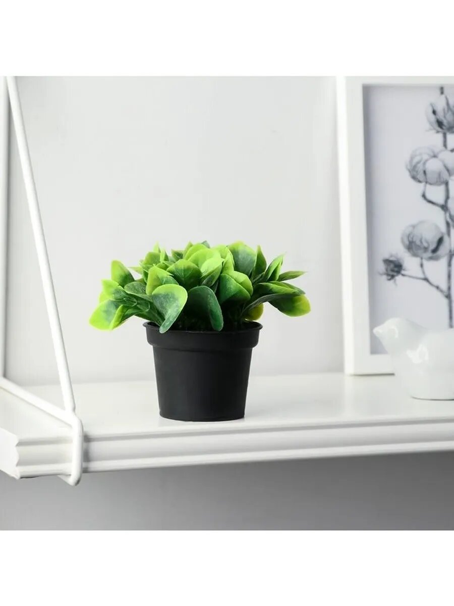 Бонсай в горшке 