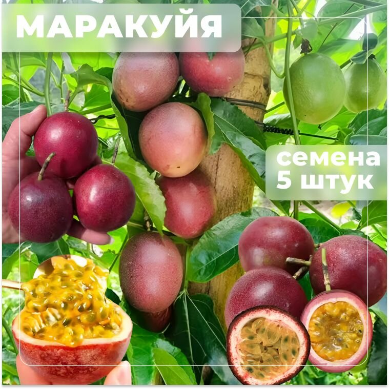 Маракуйя (passion fruit) тропический фрукт экзотика дома семена 5 штук