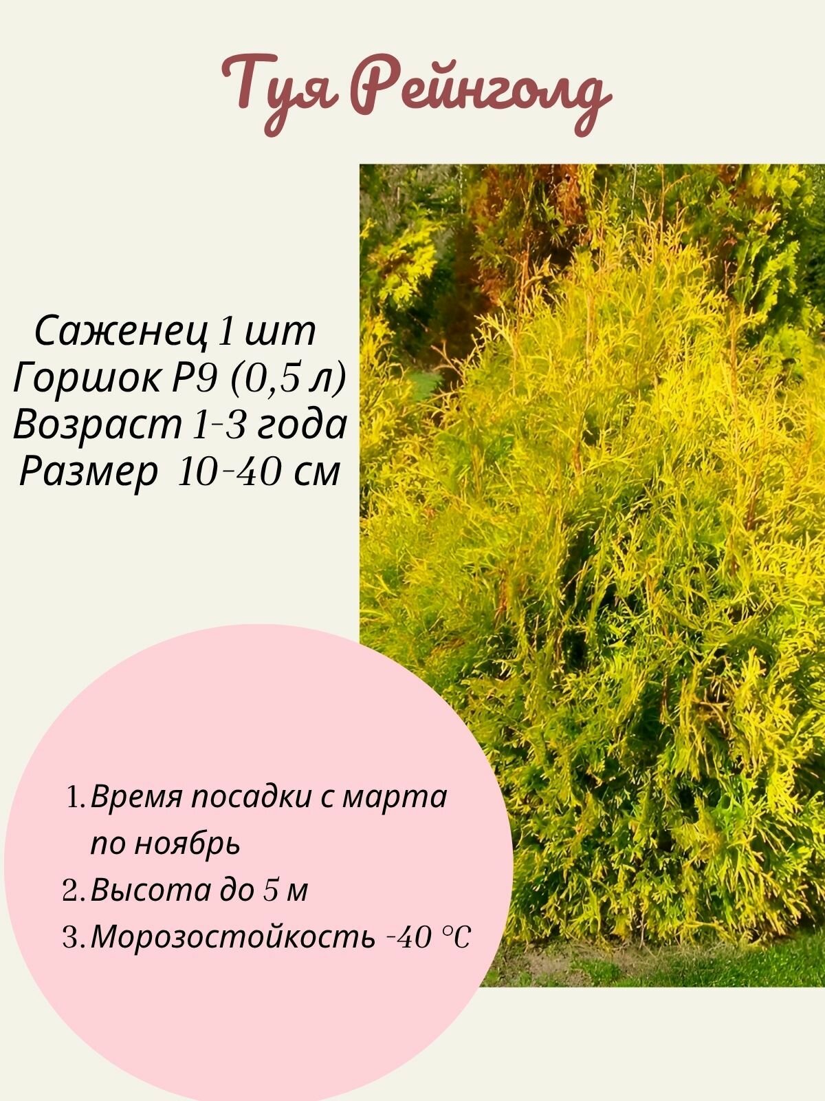 Туя Rheingold (Рейнголд) 1 шт саженец в горшке Р9