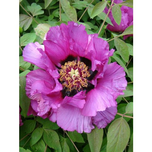 Семена Пион древовидный малиновый (Paeonia suffruticosa), 5 штук древовидный пион фламинго семена 5 шт