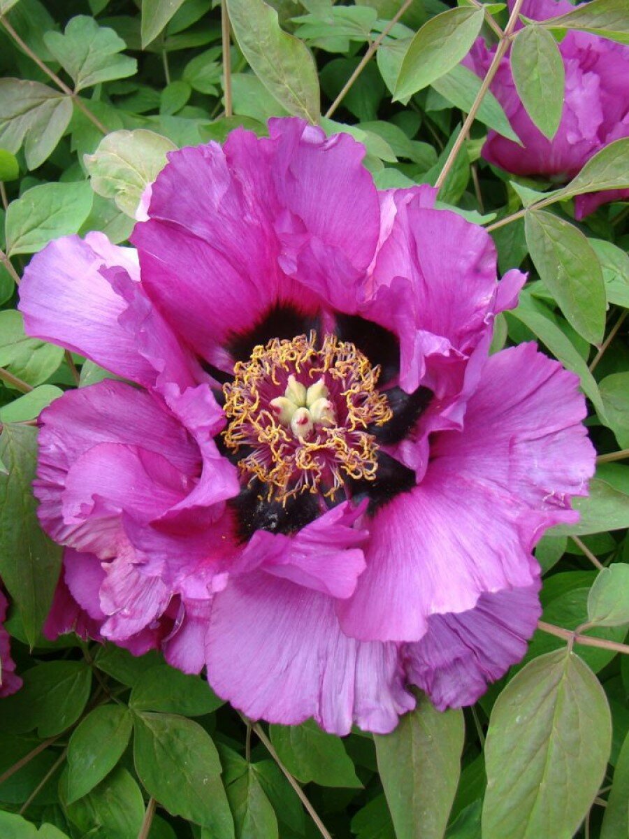 Семена Пион древовидный малиновый (Paeonia suffruticosa) 5 штук