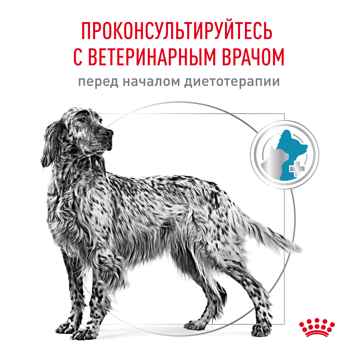 Корм для взрослых собак при пищевой аллергии Royal Canin Sensitivity Control SC 21 Canine (Сенситивити Контрол) сухой диетический, 1,5 кг - фотография № 7