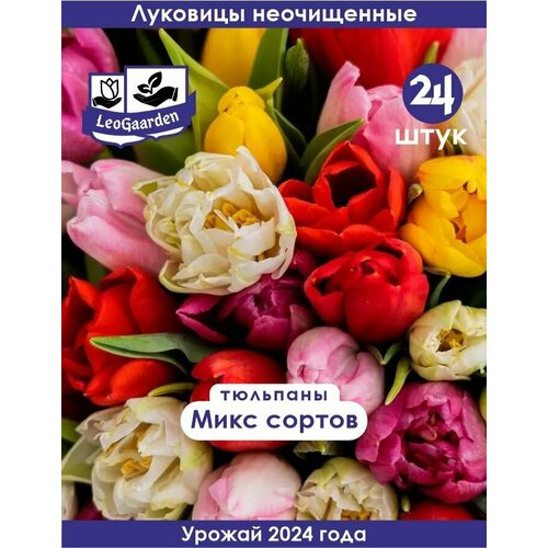 Тюльпан Луковицы неочищенные, Микс сортов, 24шт луковицы попугайных тюльпанов микс 15 шт