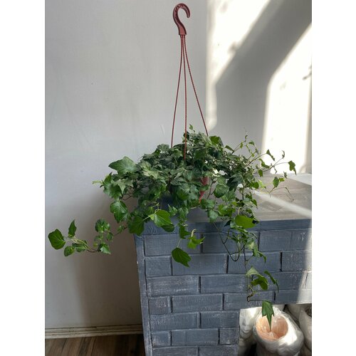 Плющ хедера в подвесном кашпо