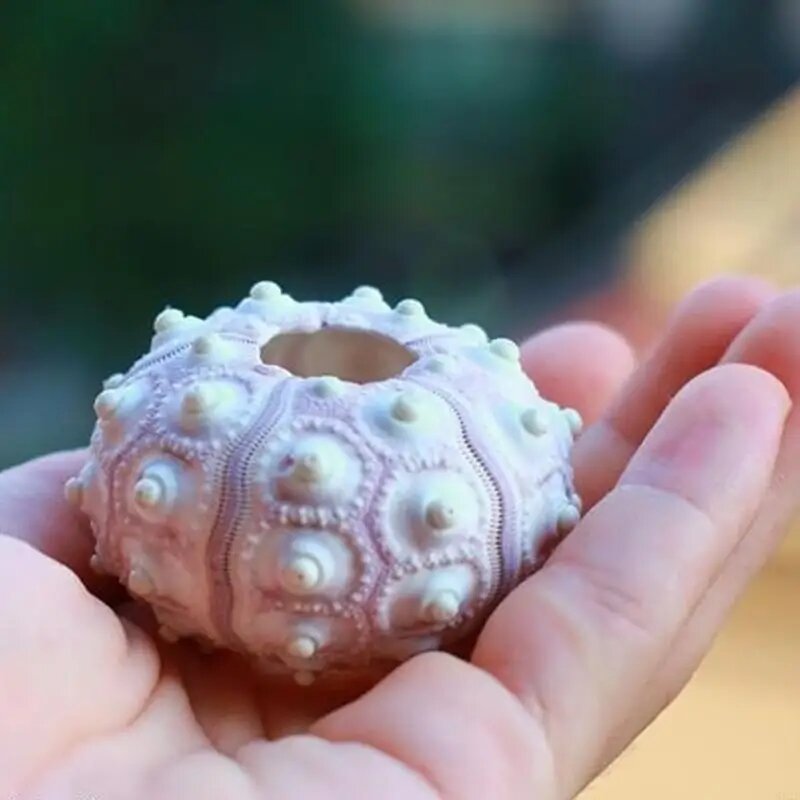 Держатель для воздушных растений из натурального морского ежа