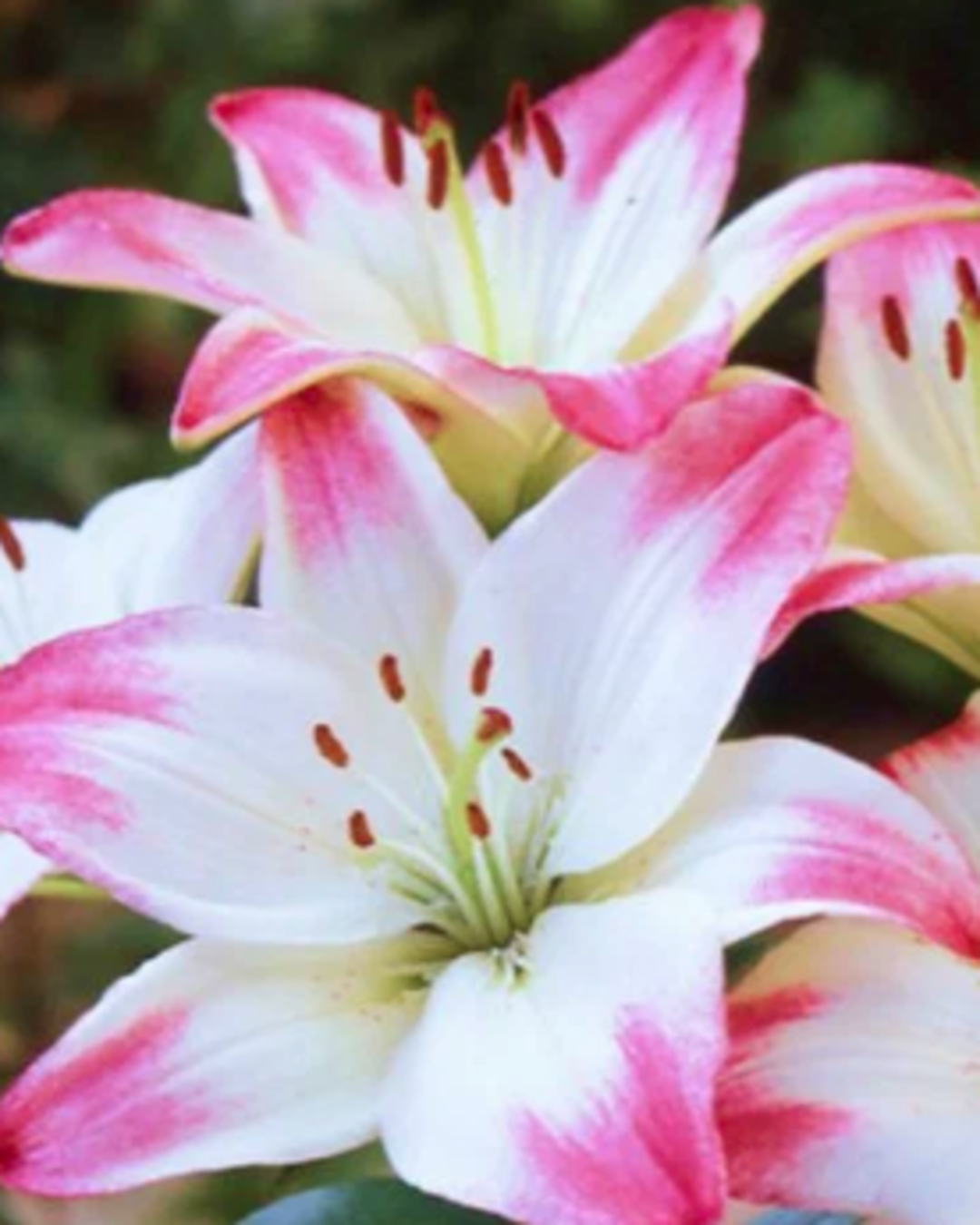 Лилия азиатская Лоллипоп (2 лук) / лилии луковицы многолетние крупные