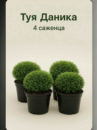 Изображение товара Туя "Даника", декоративный саженец, морозостойкая, шаровидная, зеленая, 4 шт.