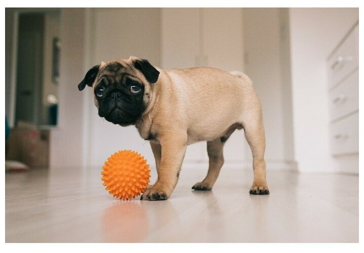Игрушка для собак мячик с шипами/ Мячик для собак/ мяч для собак с шипами - фотография № 3