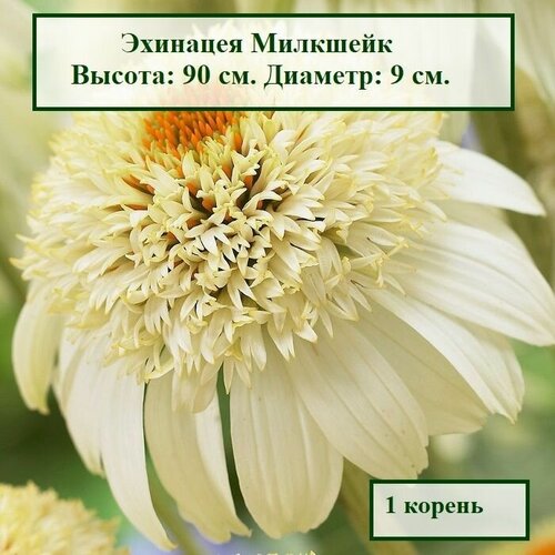 Эхинацея Милкшейк (1 корень.)
