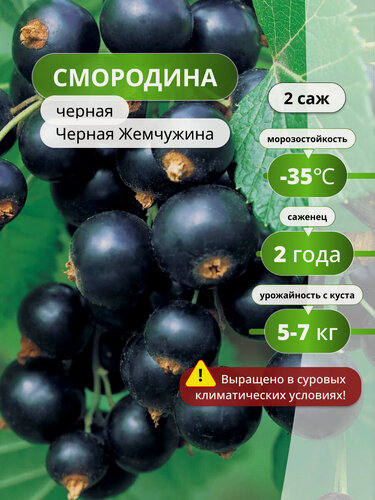 Изображение товара Смородины "Черная жемчужина", 60см, 2шт, черный цвет, морозостойкая