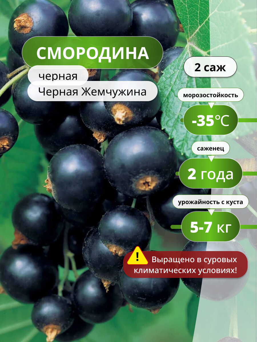 Саженцы смородины "Черная жемчужина", саженец 60см, 2шт, черный цвет