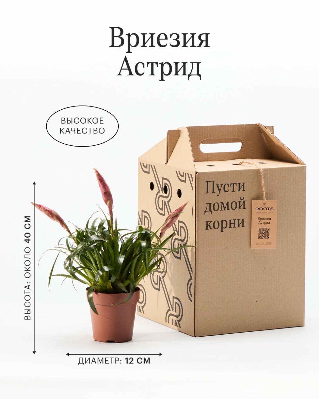 Вриезия Астрид диаметр 12