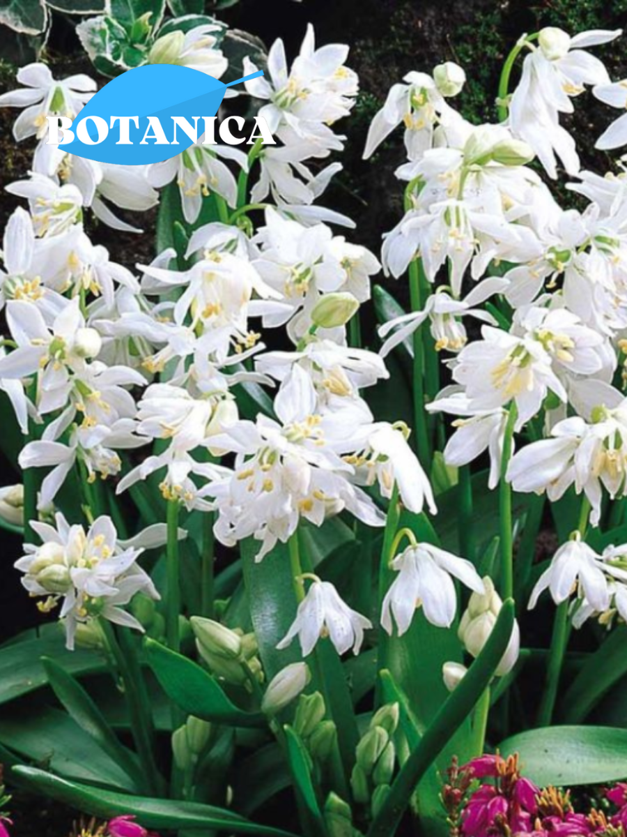 Луковицы цветов botanica garden Сцилла Сиберика Альба 10 штук