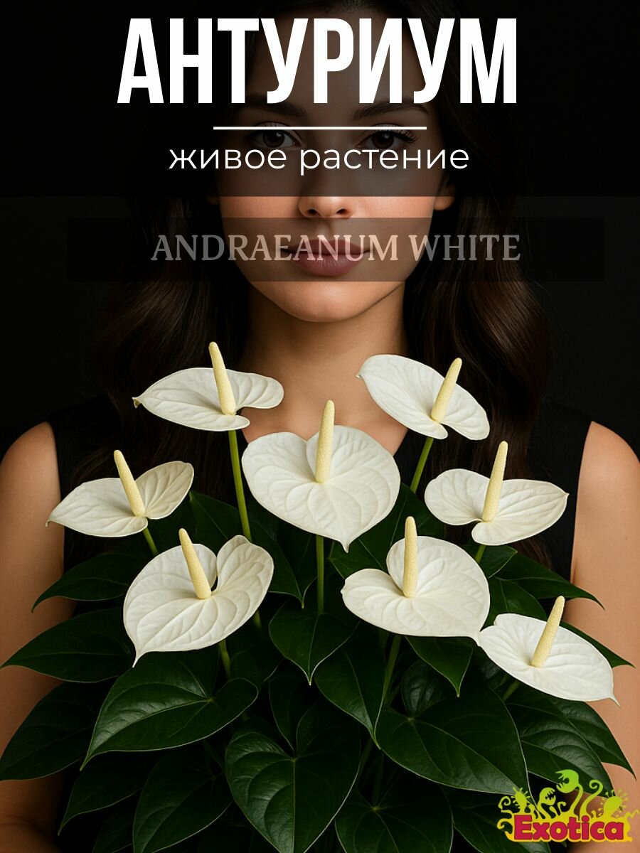 Антуриум Андре Вайт (Белый) D9см комнатное растение
