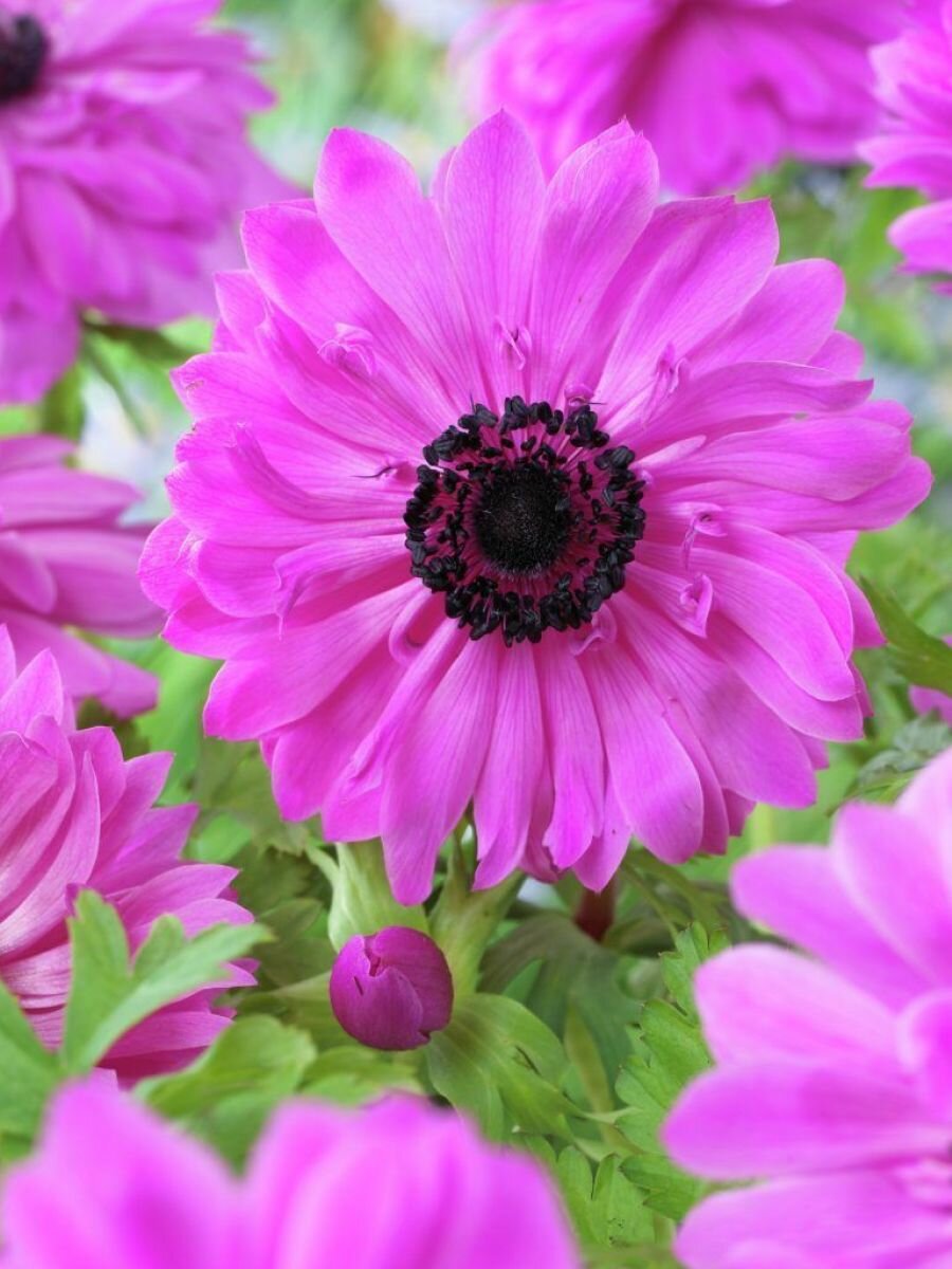 Анемона луковицы Holland Bulb Market "Адмирал" многолетние 15 штук