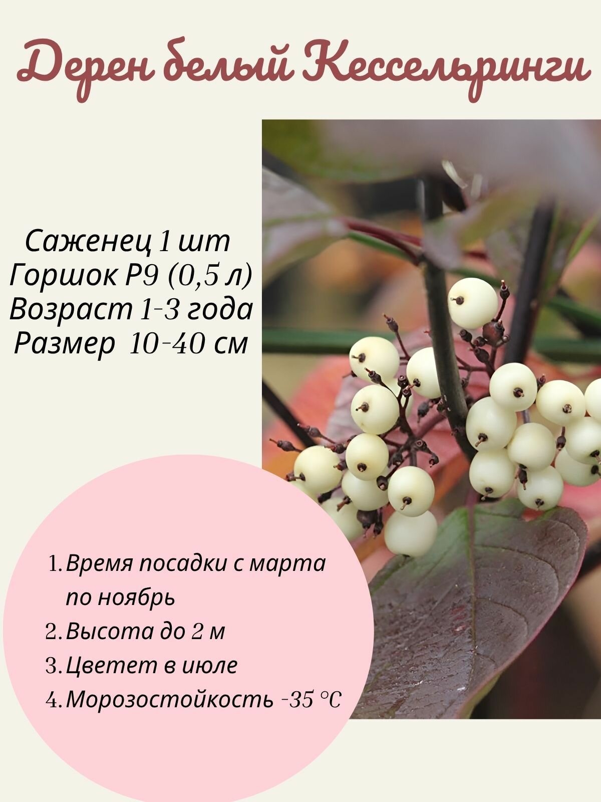 Дерен белый Kesselringii (Кессельринги) 1 шт саженец в горшке Р9