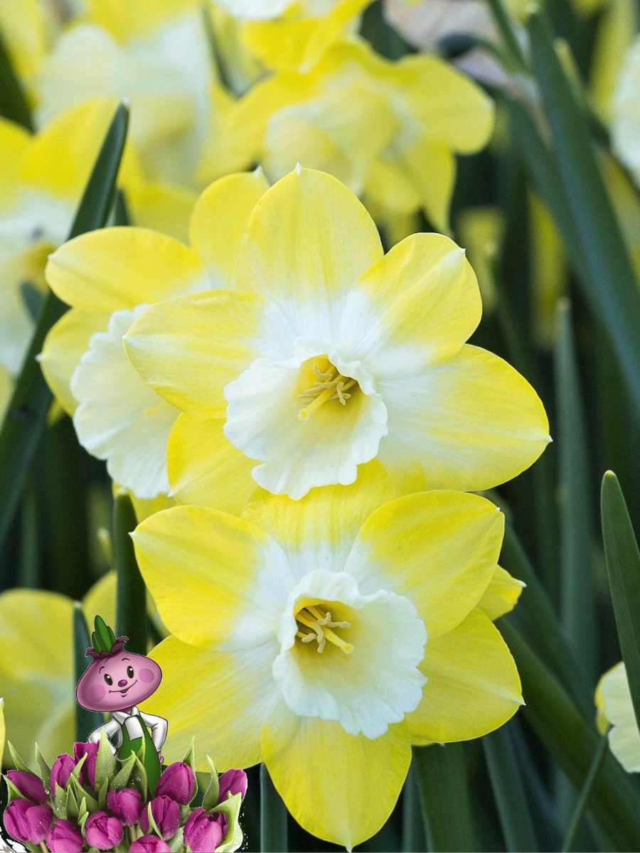 Луковицы цветов Chipollino flowers Нарцисс VERDIN (3 луковицы)