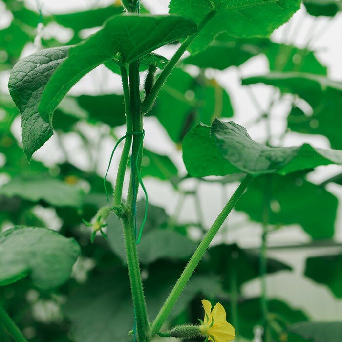 Проволока подвязочная, 100 м, зелёная, Greengo — фото 7