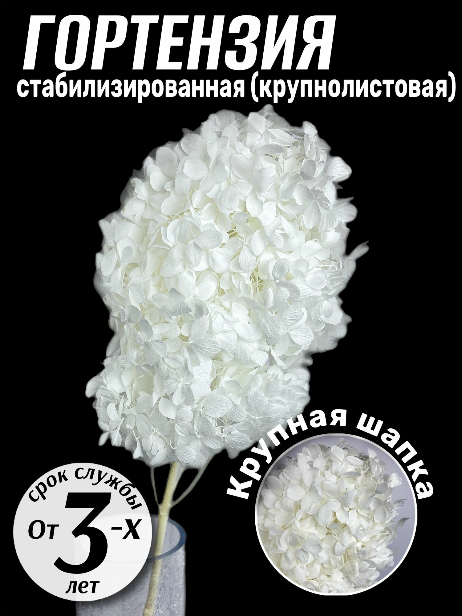 Гортензия стабилизированная
