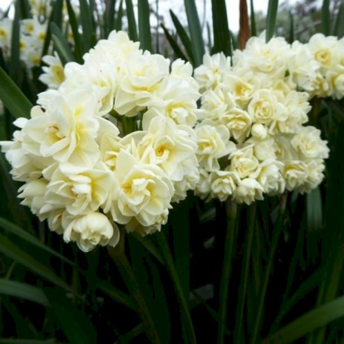 Луковицы цветов, botanica garden, нарцисс эрличир, ( 3 штуки )