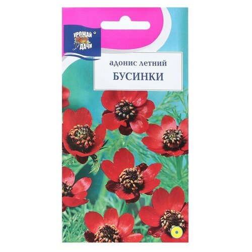 Семена цветов Адонис летний 