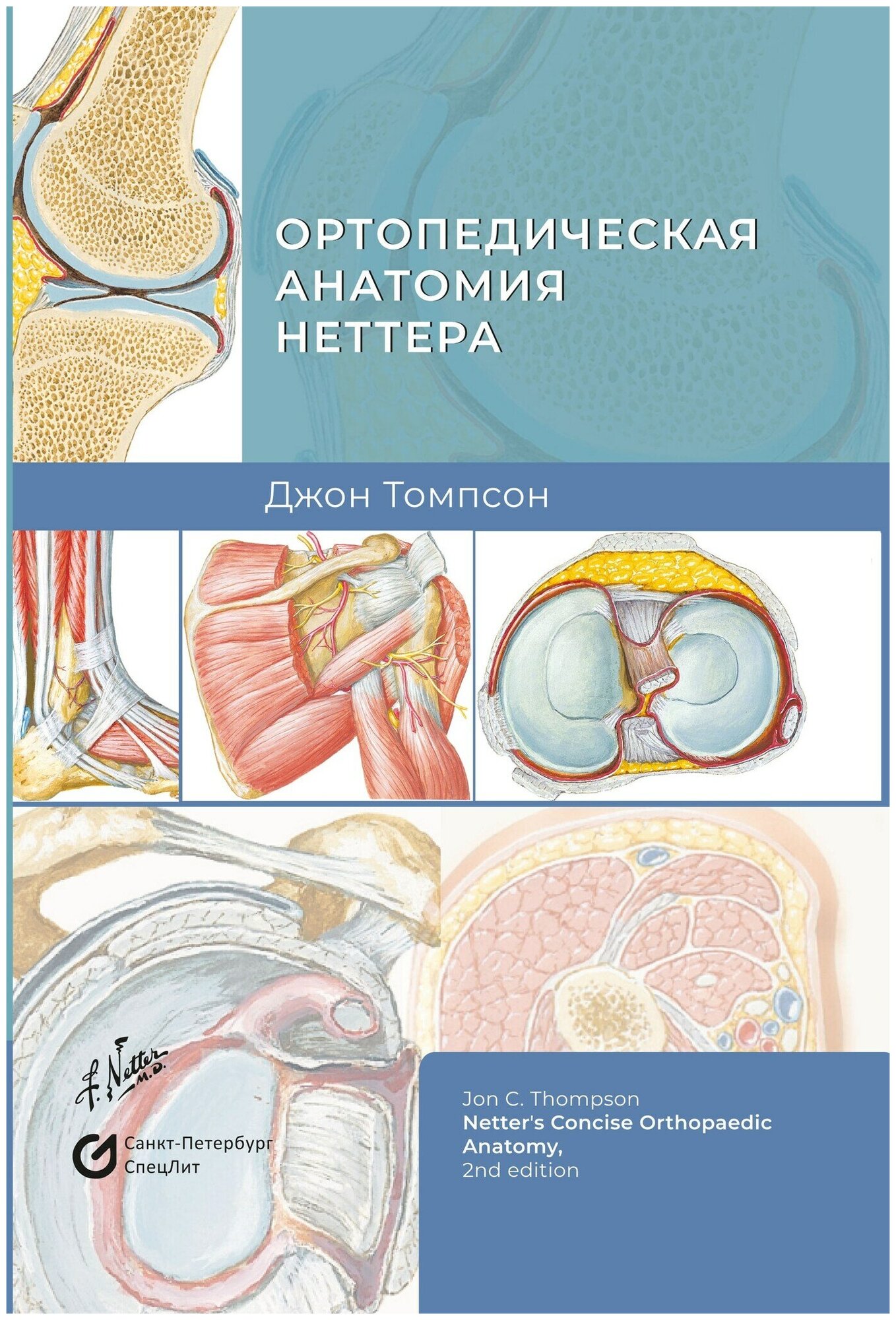 Ортопедическая анатомия Неттера - фото №8