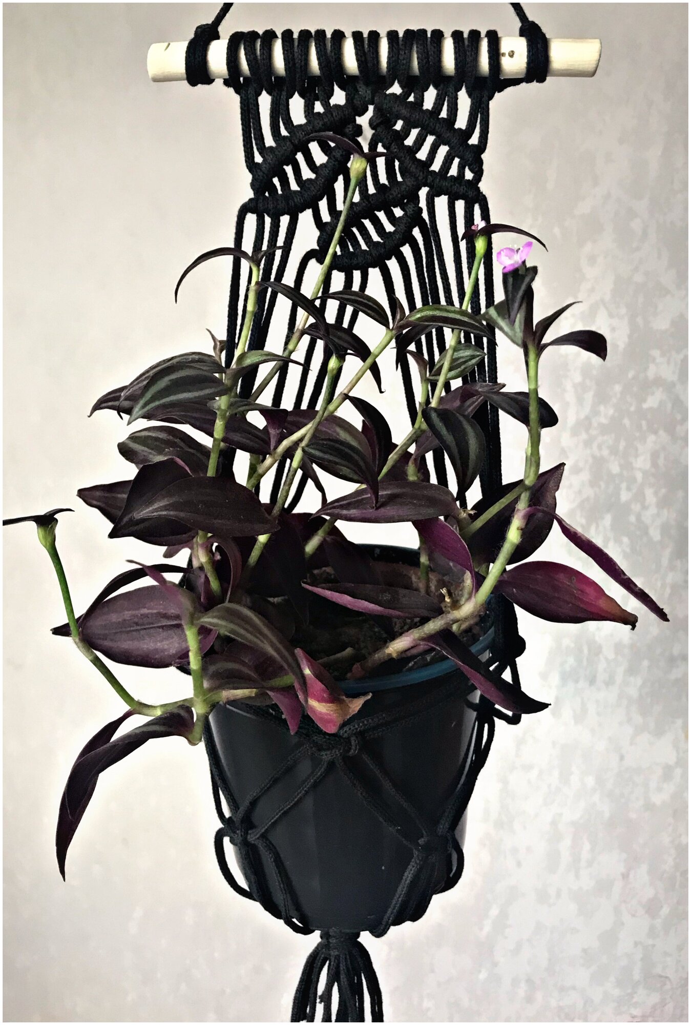 фото Лиана мини