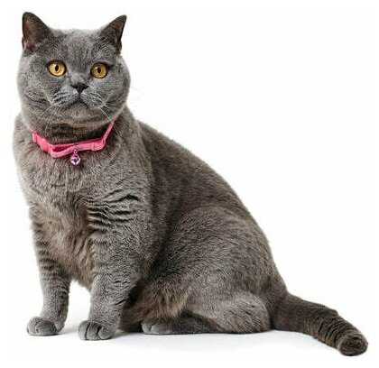 Hunter Smart ошейник для кошек Neon нейлон розовый - фотография № 11