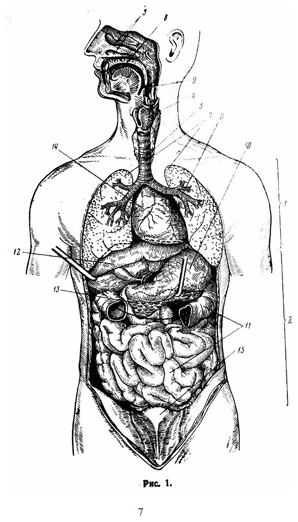 Анатомия и физиология человека - фото №4