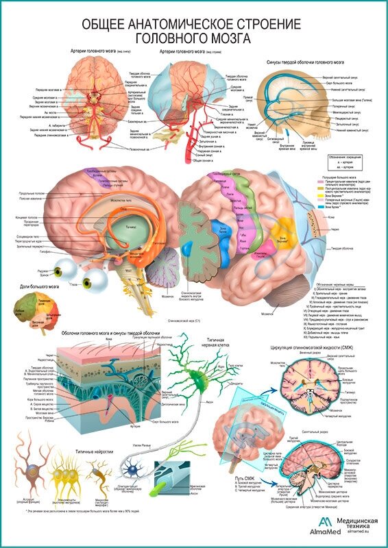 Строение головного мозга, плакат, глянцевая фотобумага от 200 г/кв. м, размер A2+