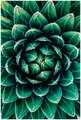 Постер / Плакат / Картина Разновидность кактуса 40х50 см в подарочном тубусе