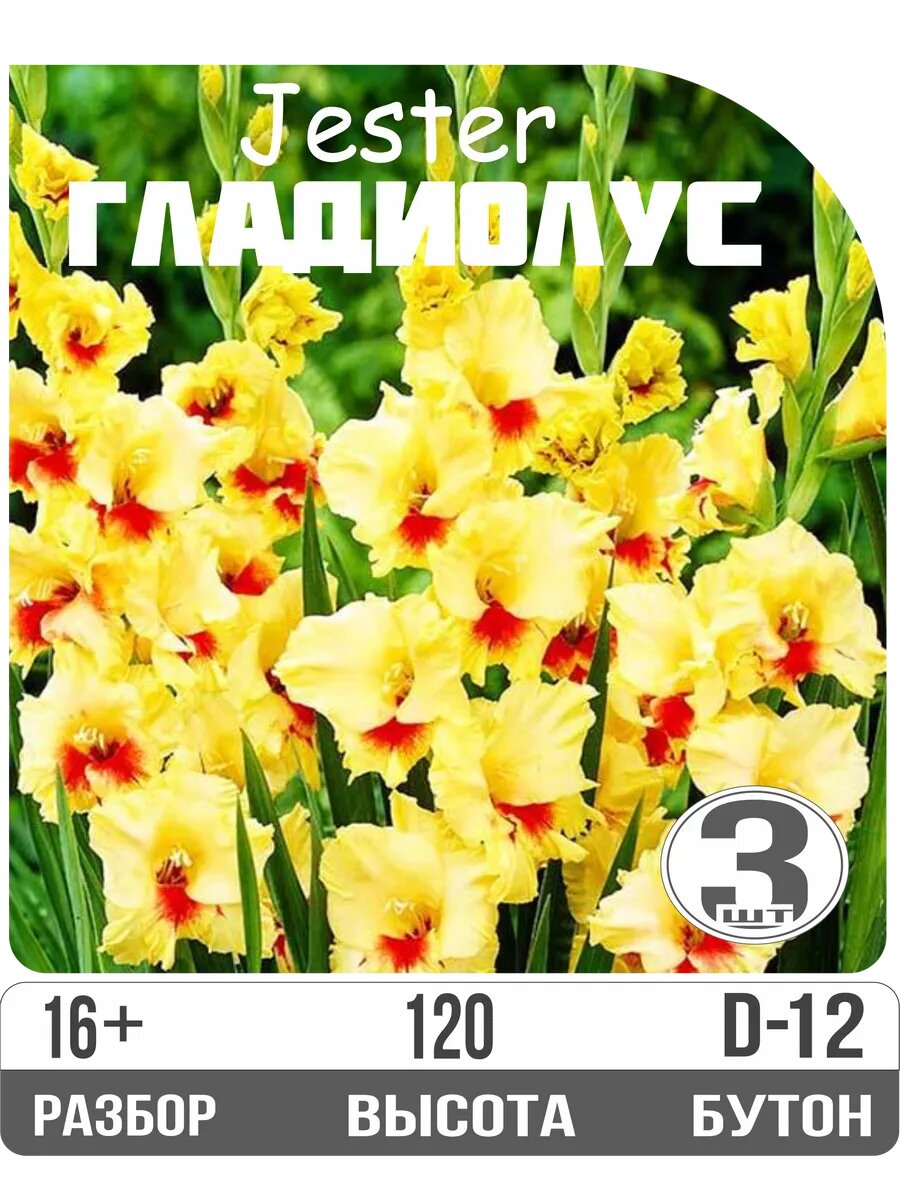 Луковицы гладиолуса "Джестер" крупноцветковые многолетние желтые высота 120 см Eywa